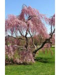 Вишня подшёрстная Пендула (плакучая) | Prunus subhirtella Pendula